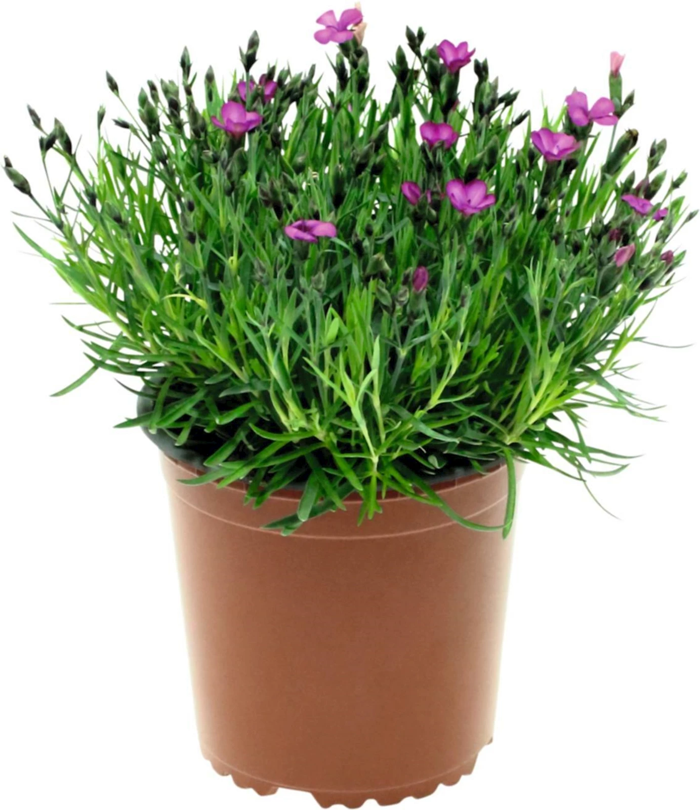 Dianthus pillow P12 cm