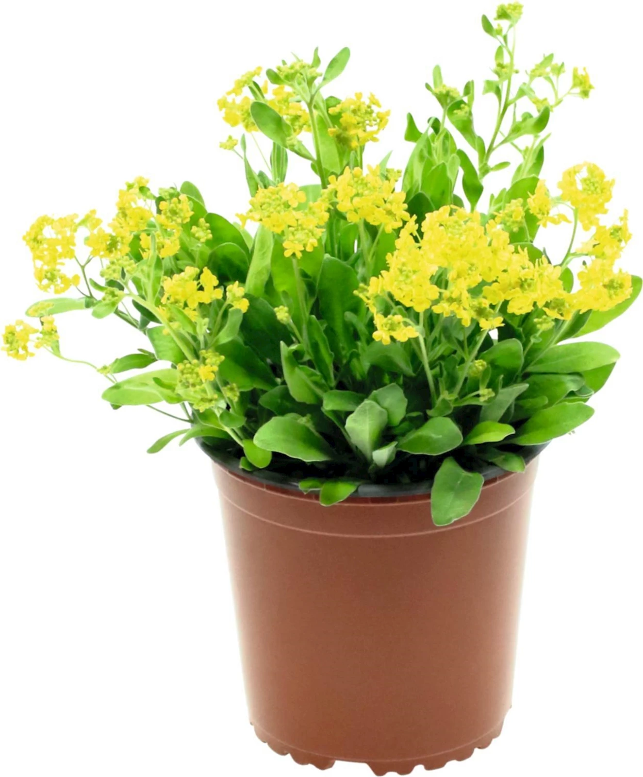 Aurinia saxatilis P12 cm