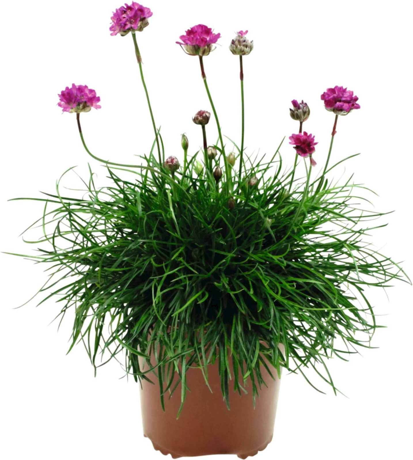 Armeria rosa P10.5 cm