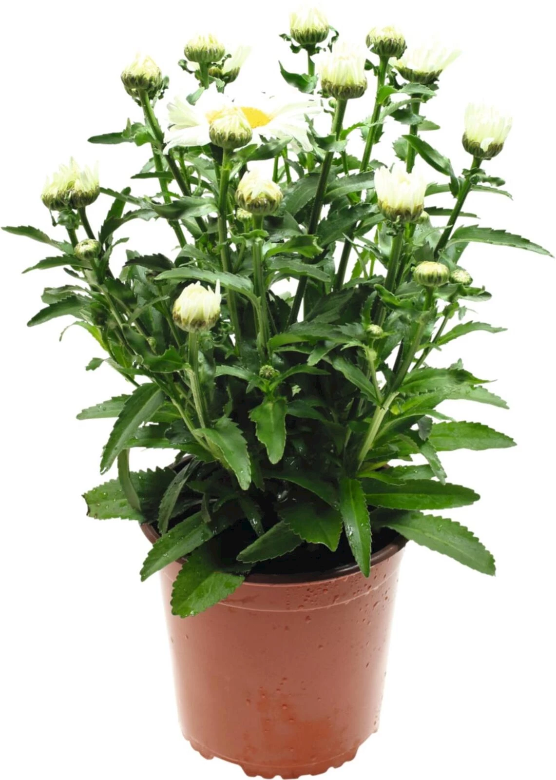 Leucanthemum P18 cm