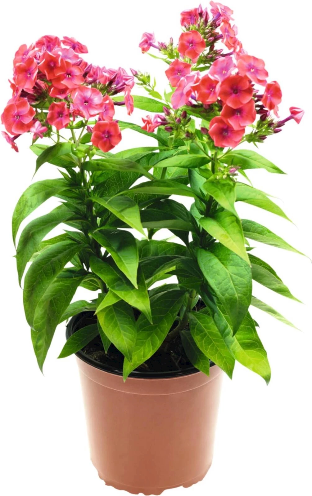 Phlox paniculata P18 cm