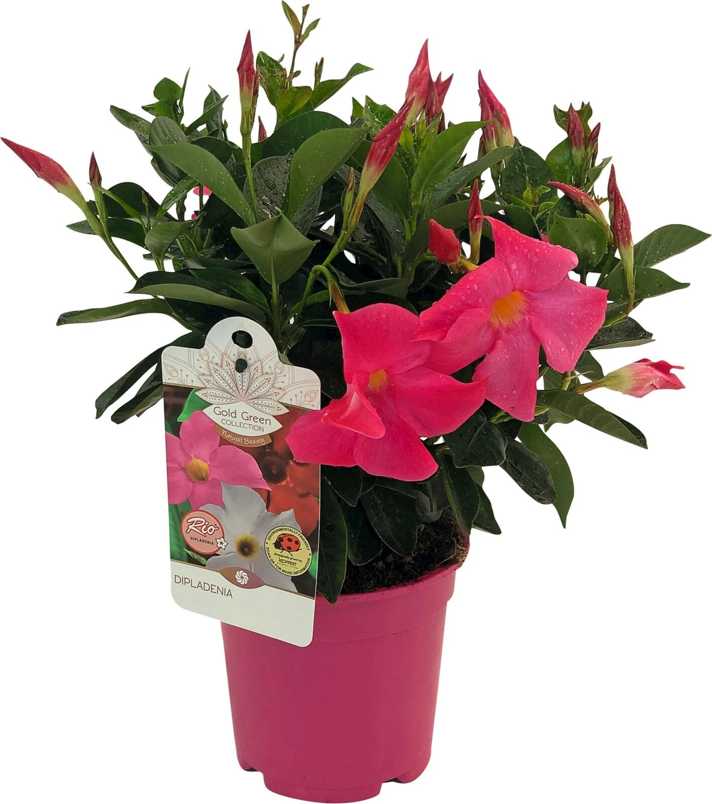 Dipladenia P14 cm kaufen Mediterrane Pflanzen LANDI