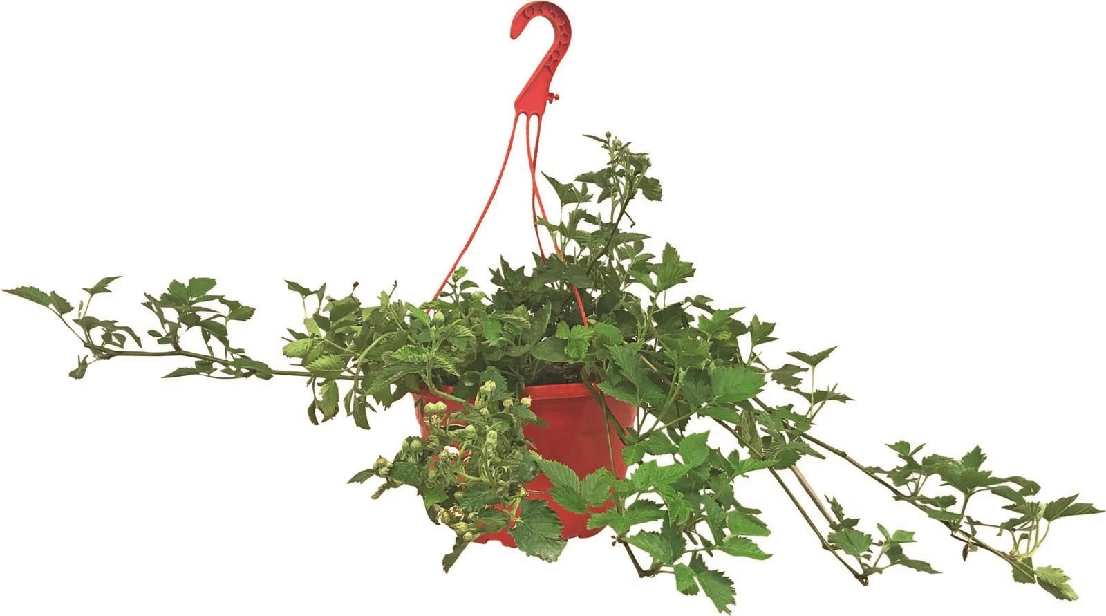 Mûres susp. A P25 cm