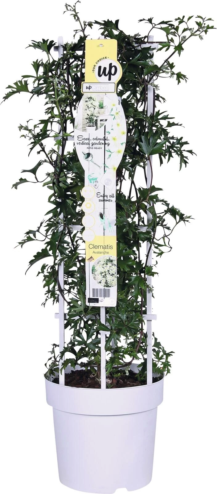 Clematis Avalanche P23 cm