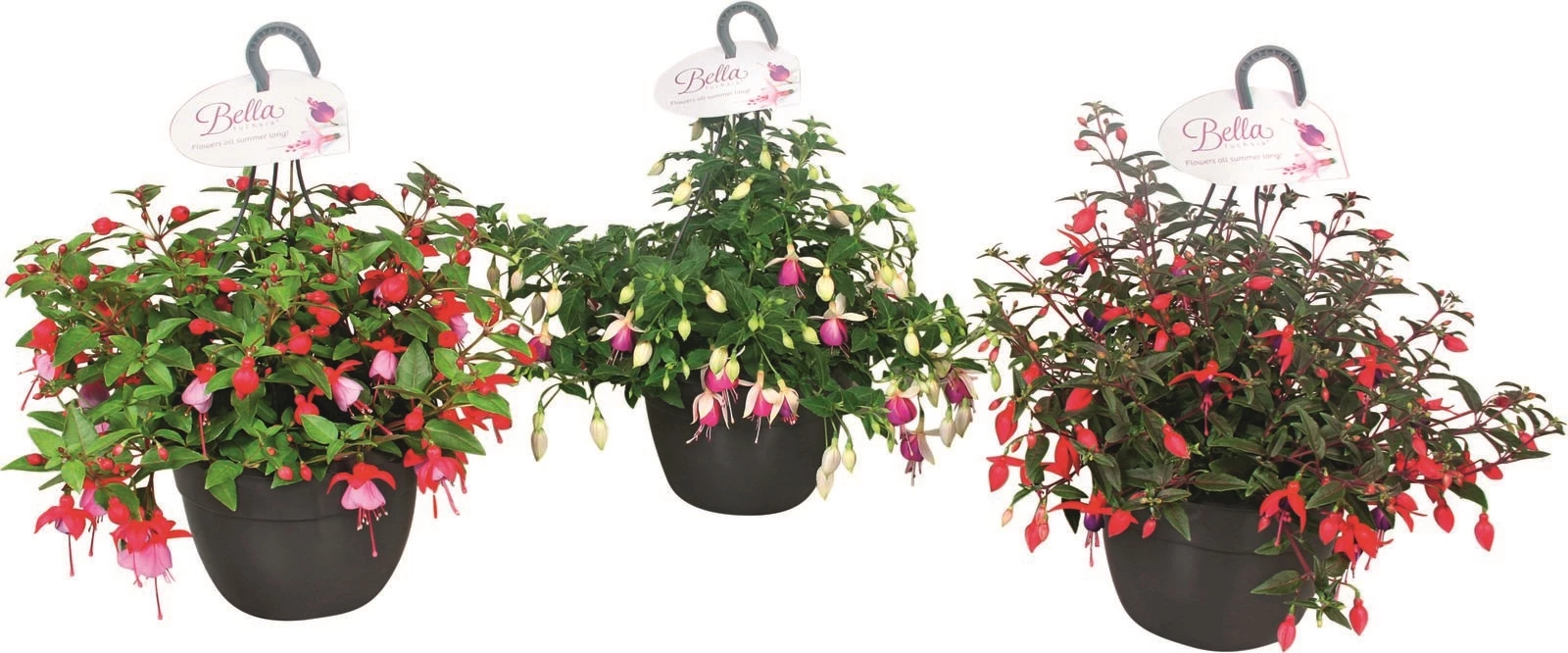 Fuchsia Ampel P19 cm