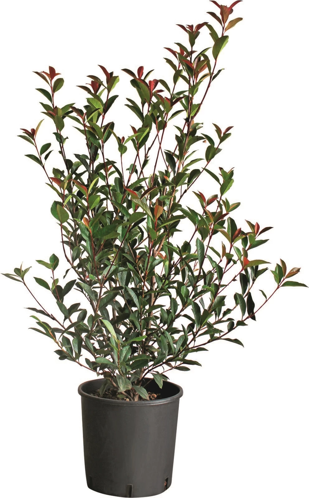 Photinia Fraseri Rob.Comp. P5 l