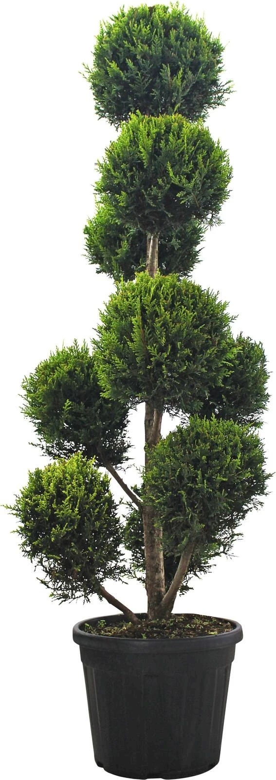 Cupressocyp.Ley. C.W. Gold Pon-Pon P25 l