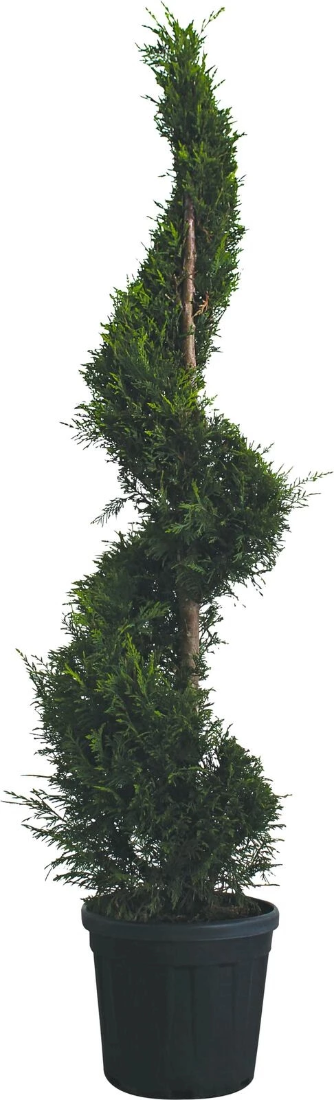 Cupressocyparis leyl.Spirale P45 l