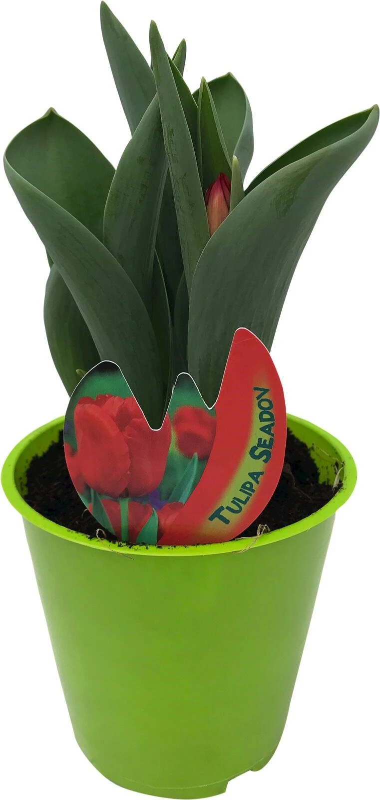 Tulipes bourgeon P10 cm