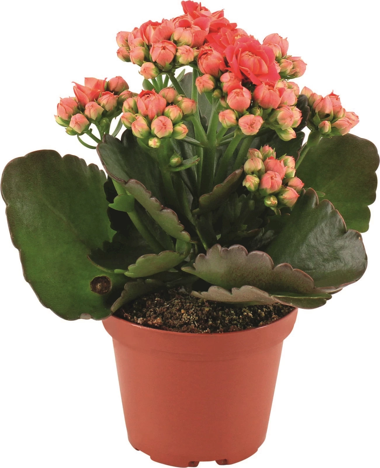 Kalanchoe Grandiva P7 cm