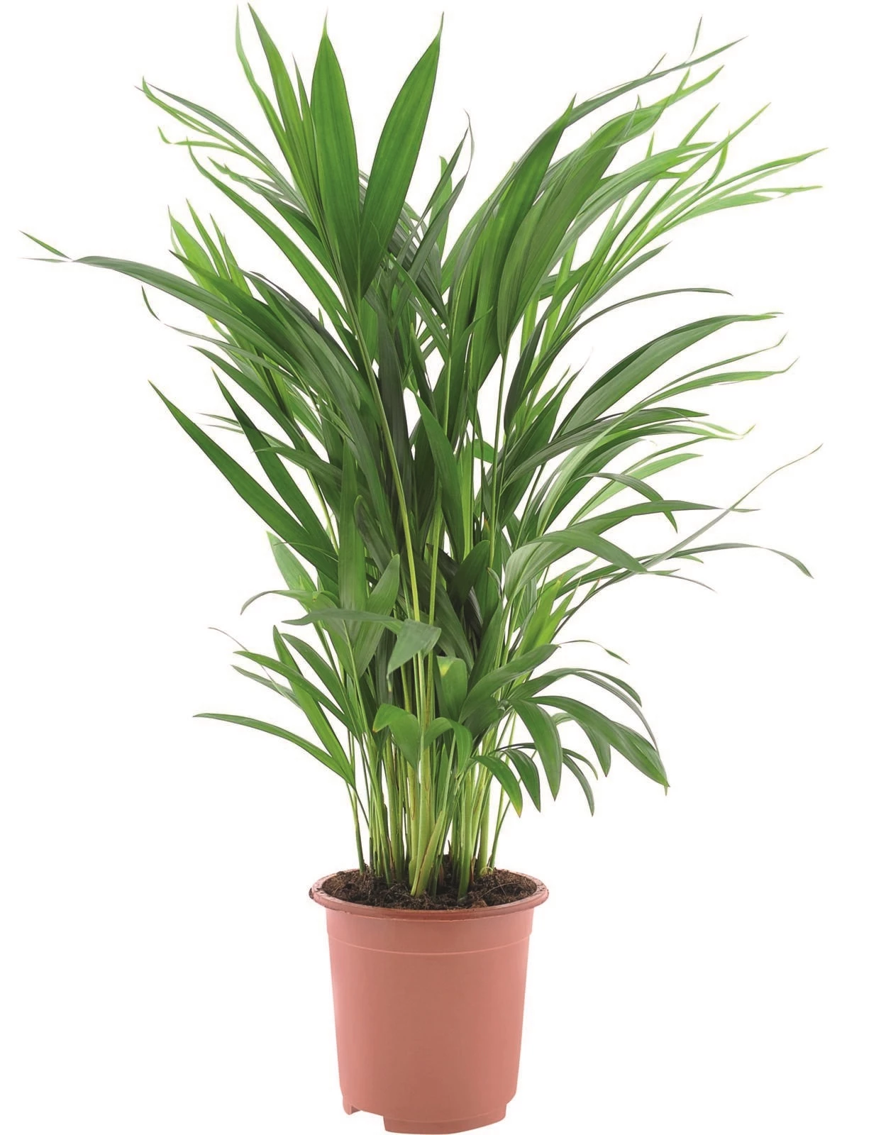 Zimmerpflanzen Mix  P17 cm