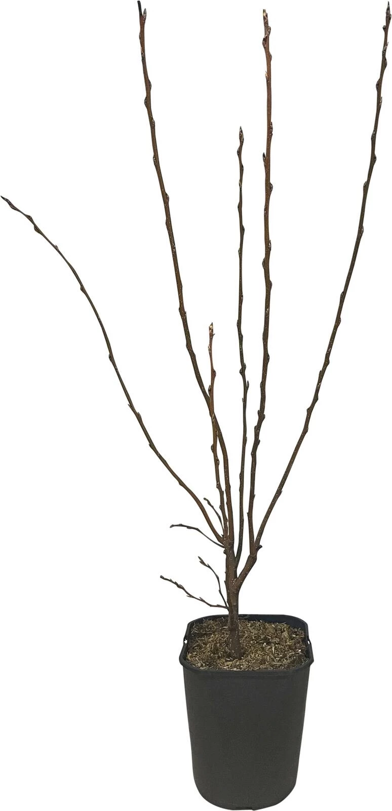 Prunus padus P5 l