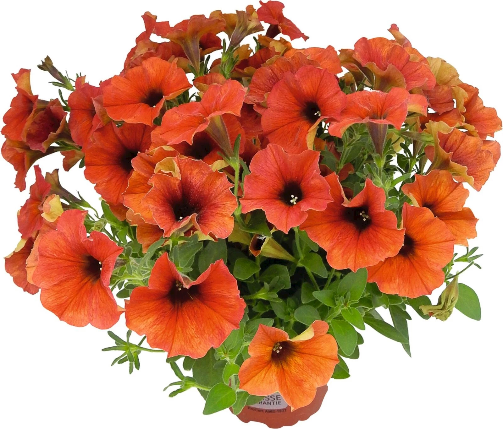 Petunien Beautycal mix P12 cm