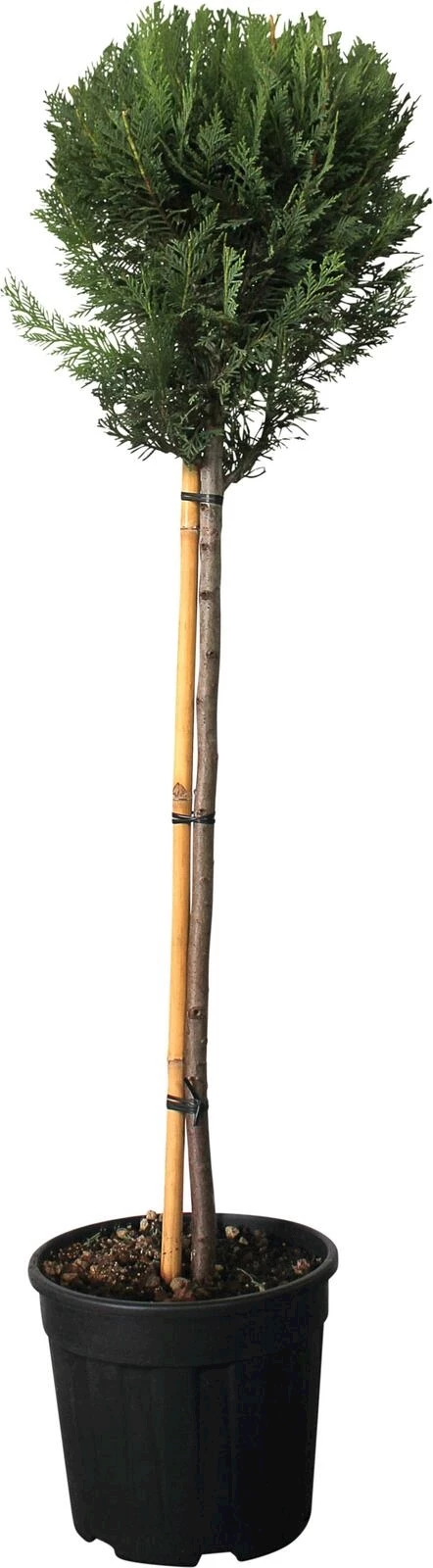 Cupressocyp. Leyl. 1/2 St. 3er Kugel P25