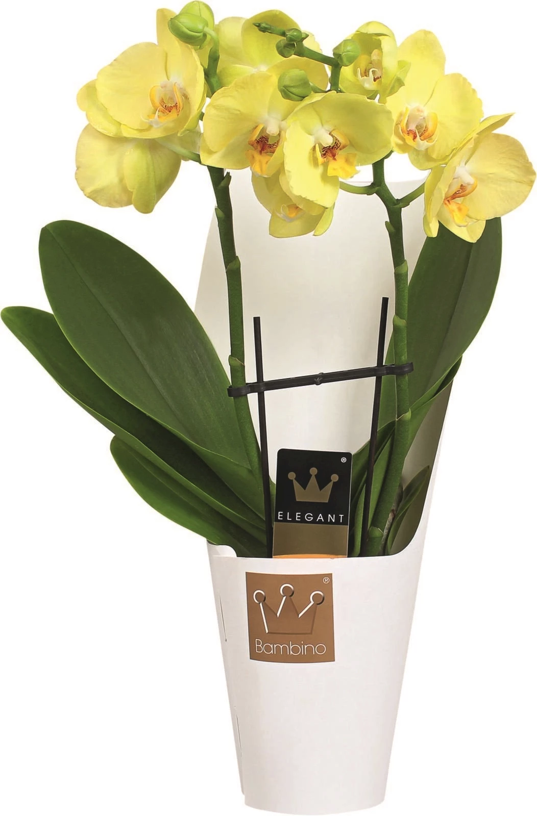 Phalaenopsis Bambino P12 cm