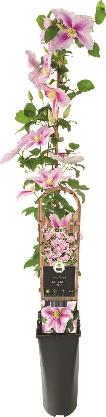 Clematis Xtra Flowers P2 l