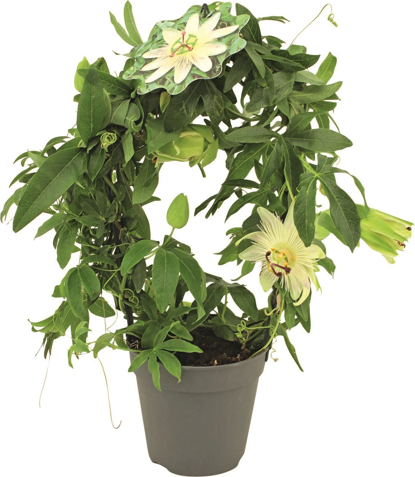 Passiflora spez.Arc P12 cm