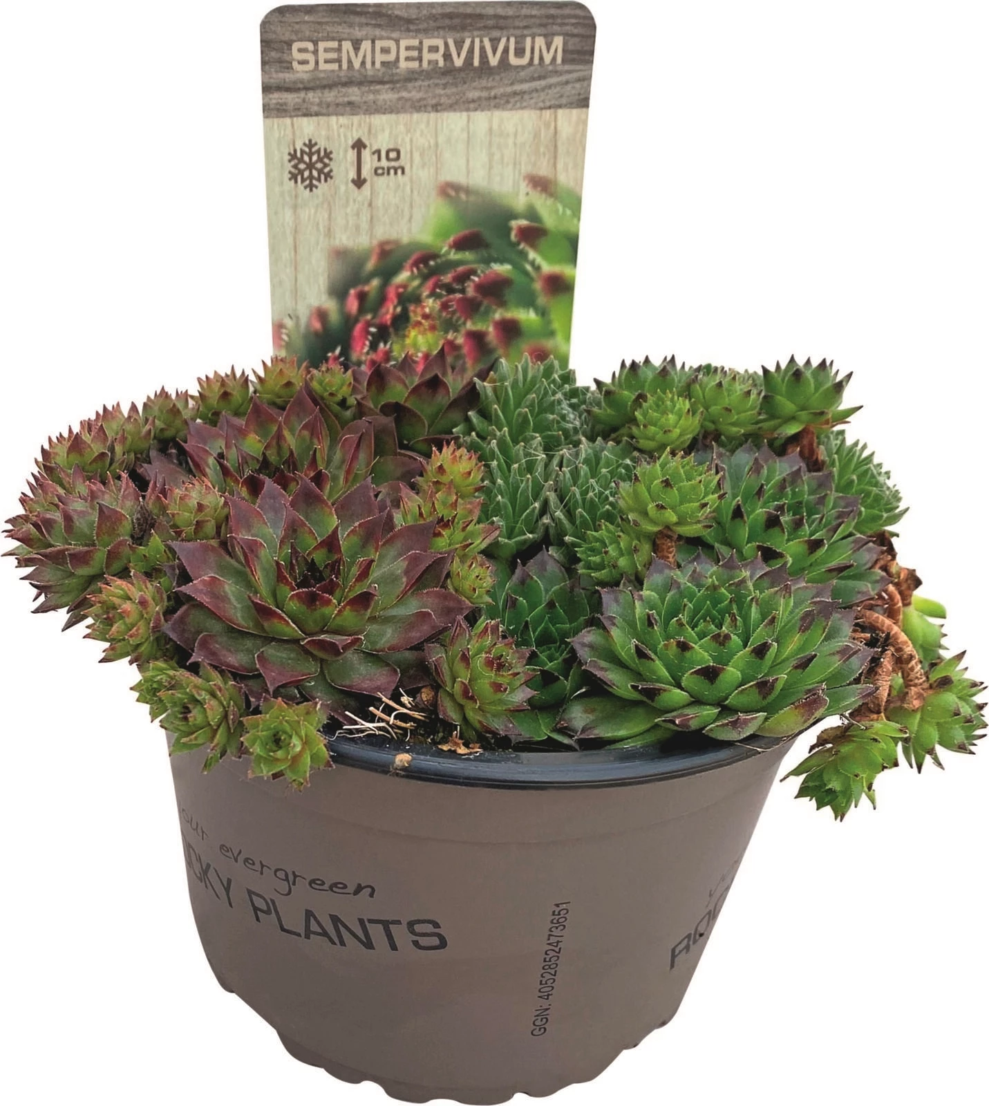 Sempervivum Trio P14 cm