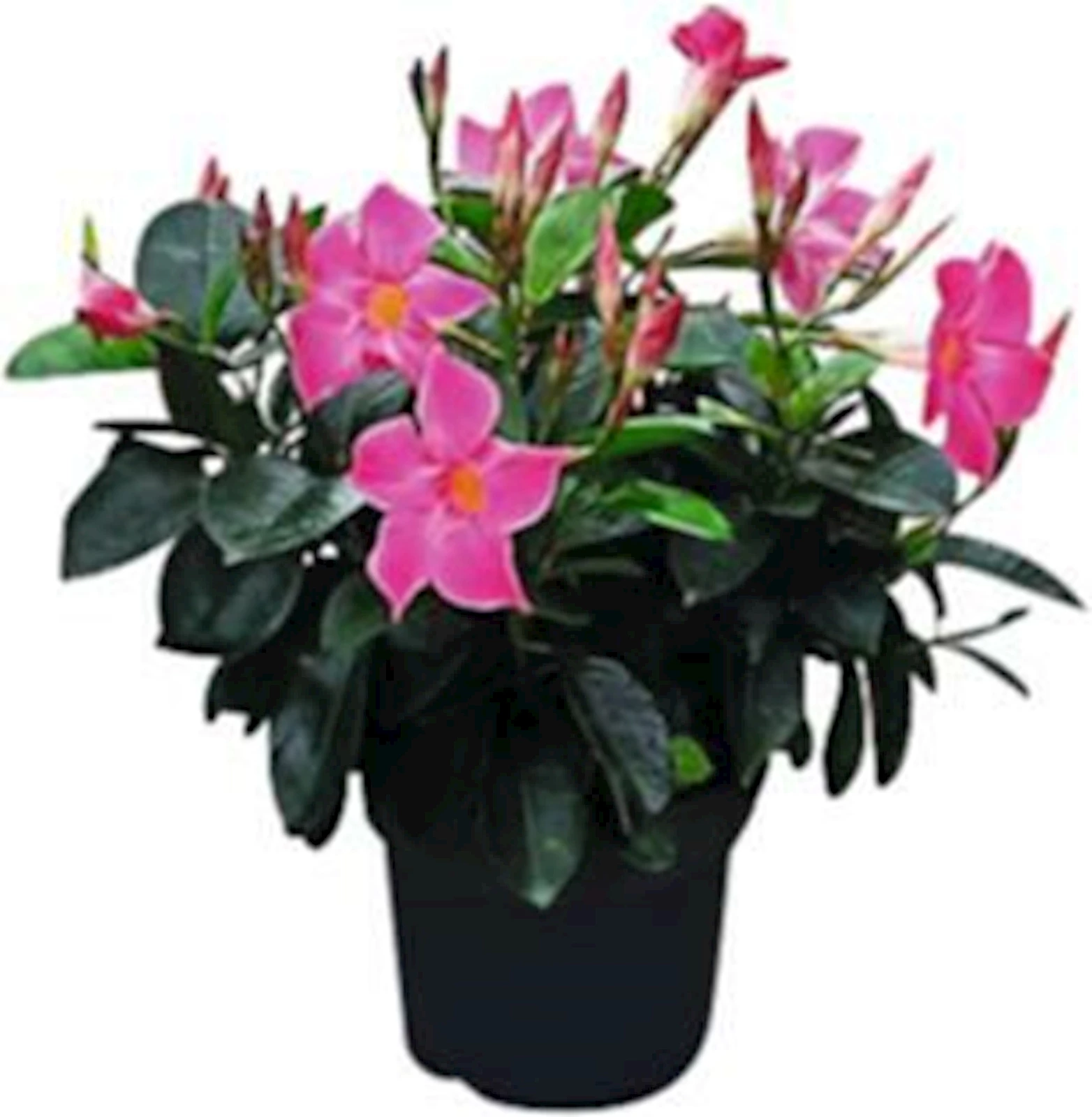 Dipladenia Busch pink P17cm
