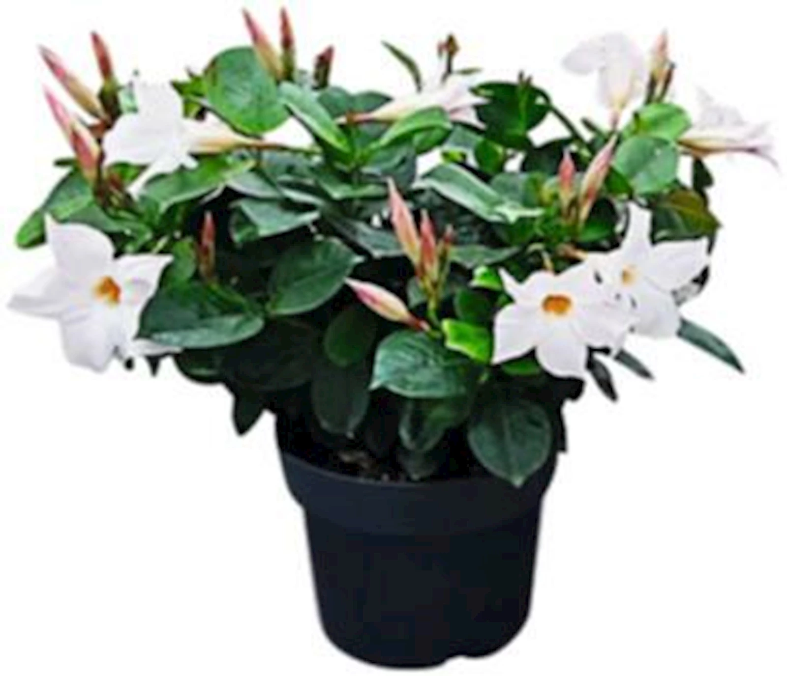 Dipladenia Busch weiss P17cm