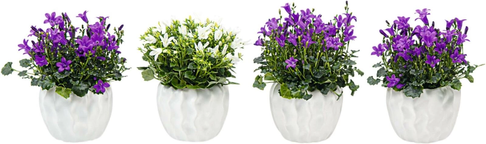 Campanula in UT P6 cm