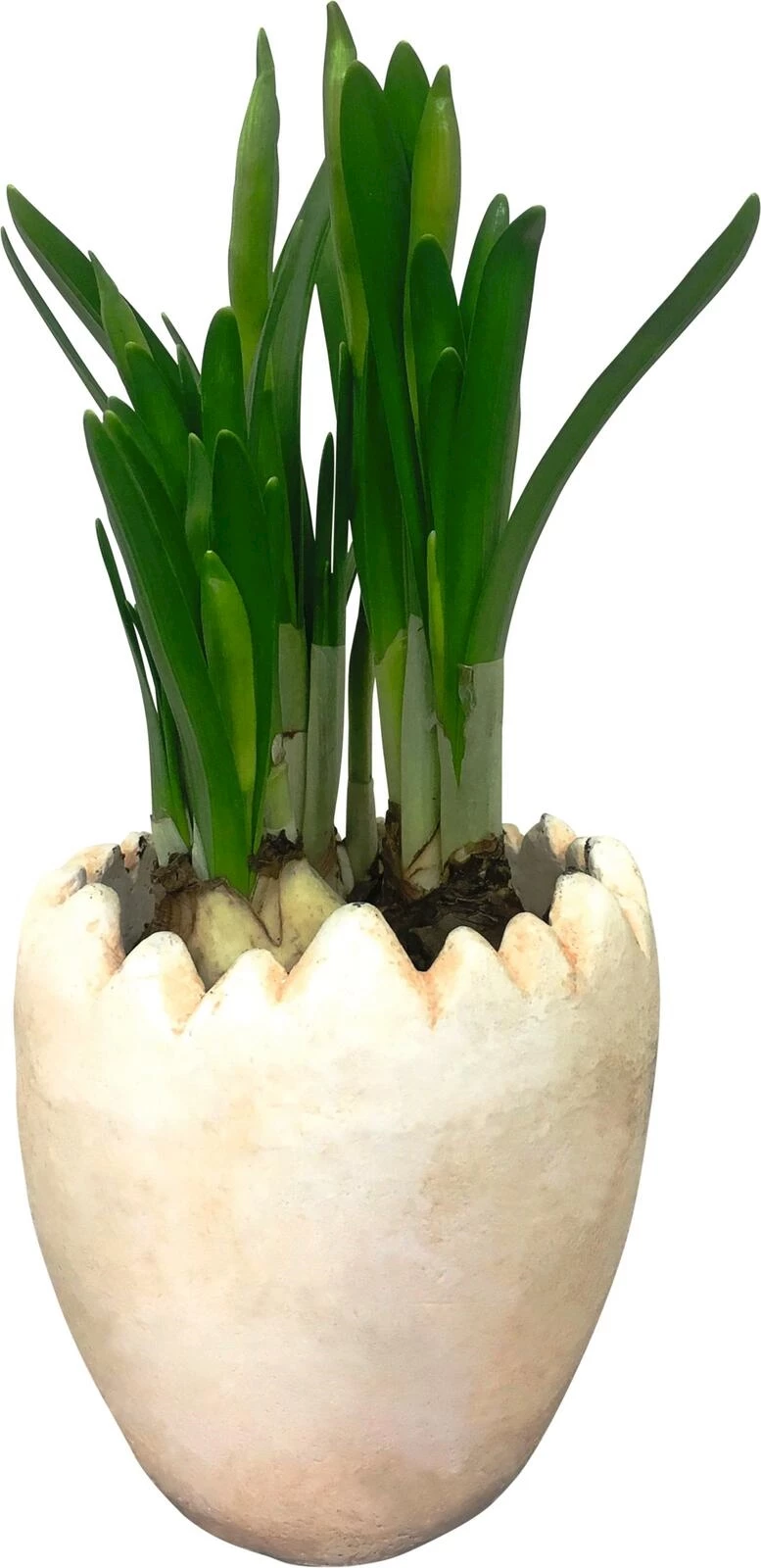 Narzisse im Ei P11 cm