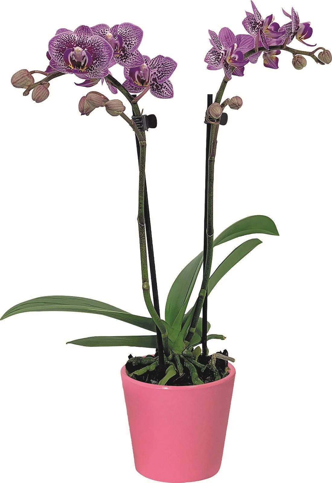 Phalaenopsis Secret love P9 cm