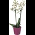 Phalaenopsis Secret love P9 cm