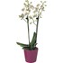 Phalaenopsis Secret love P9 cm