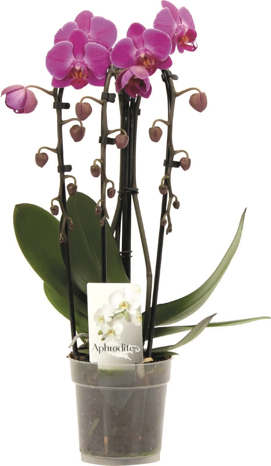 Phalaenopsis Cascade 3 Risp. P12 cm