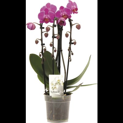Phalaenopsis Cascade 3 Risp. P12 cm