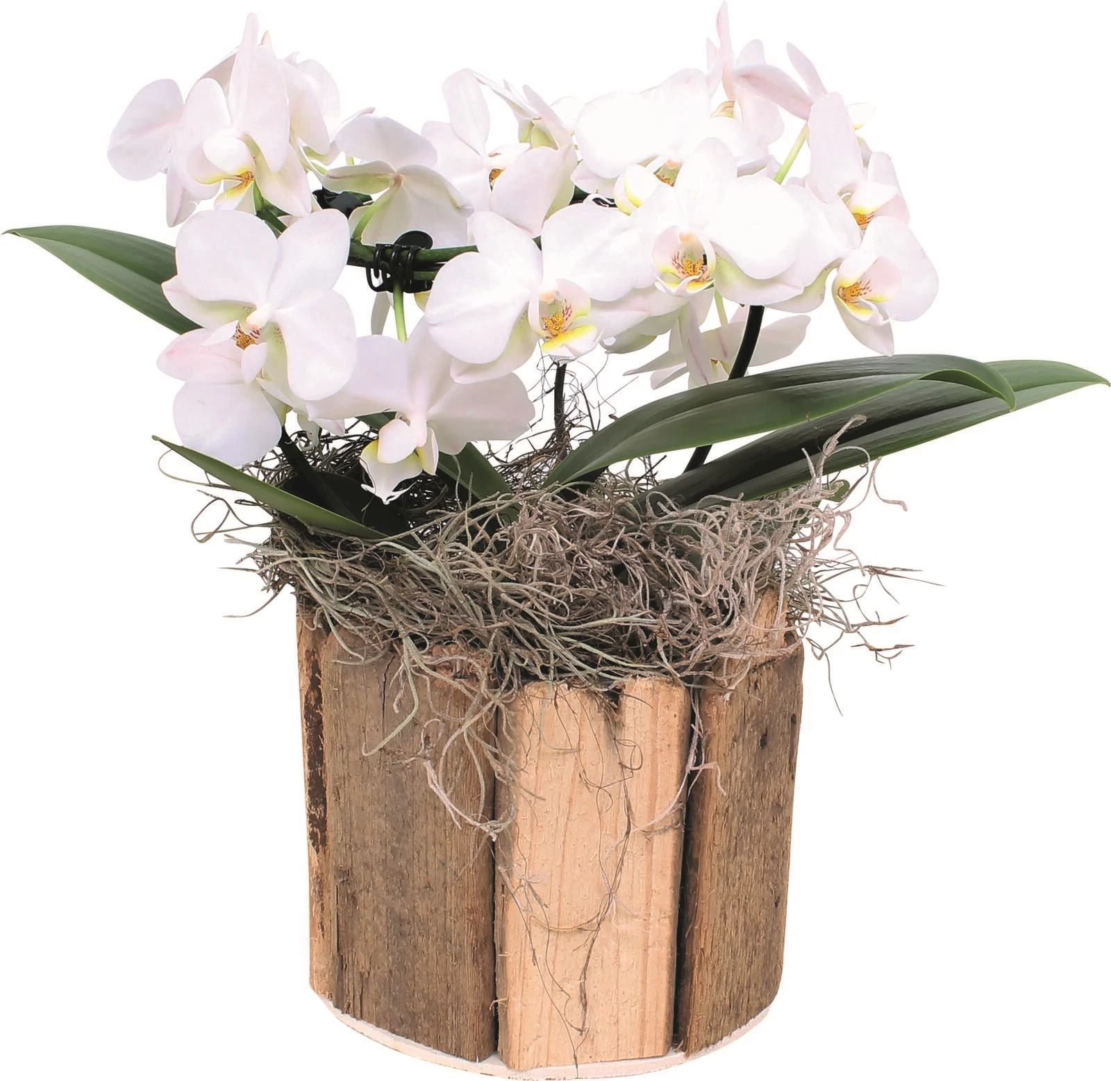 Phalaenopsis Angel im UT