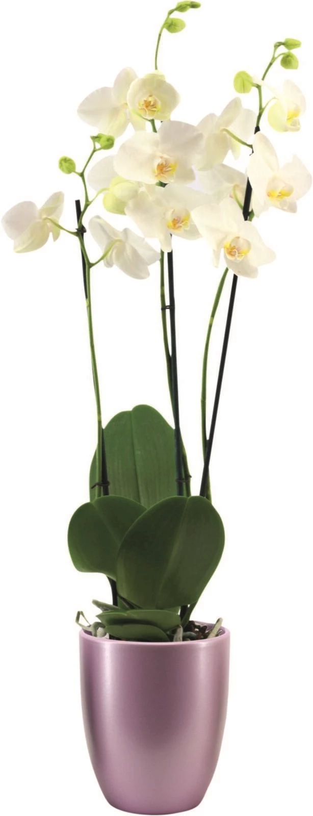 Phalaenopsis 3 Rispen UT P12 cm