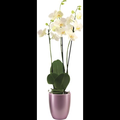 Phalaenopsis 3 Rispen UT P12 cm