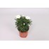 Argryanthemum P10.5 cm