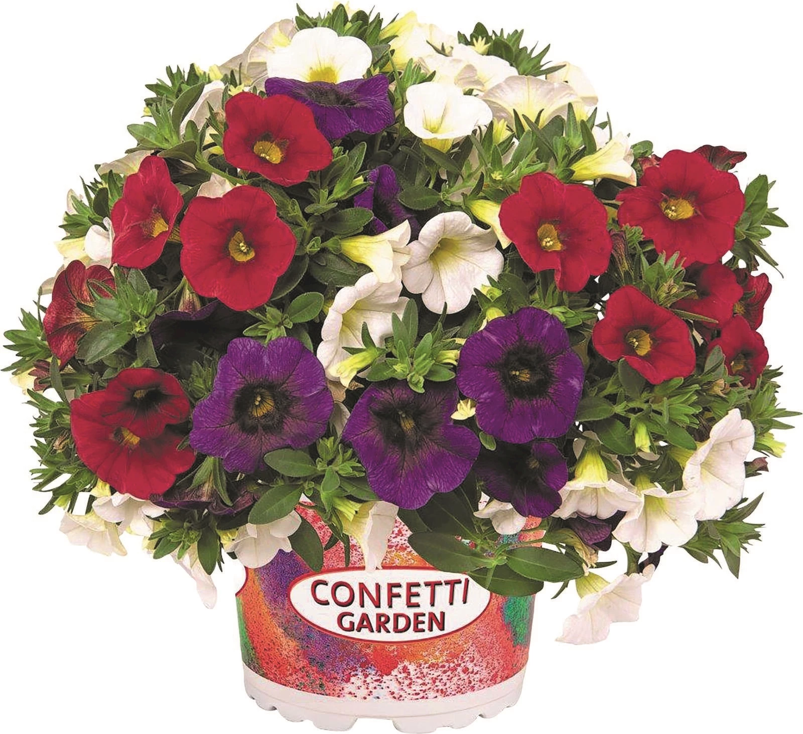 Calibrachoa Confetti P12 cm