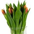 Tulipes Suisse bouquet de 10 pcs
