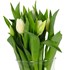 Tulipes Suisse bouquet speciale de 10 pc