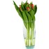 Tulipes Suisse bouquet speciale de 10 pc