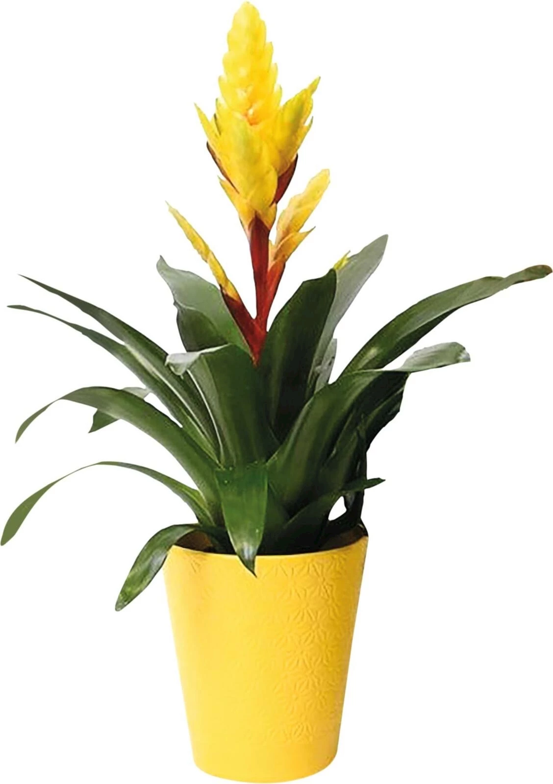 Bromelien Miami P13 cm
