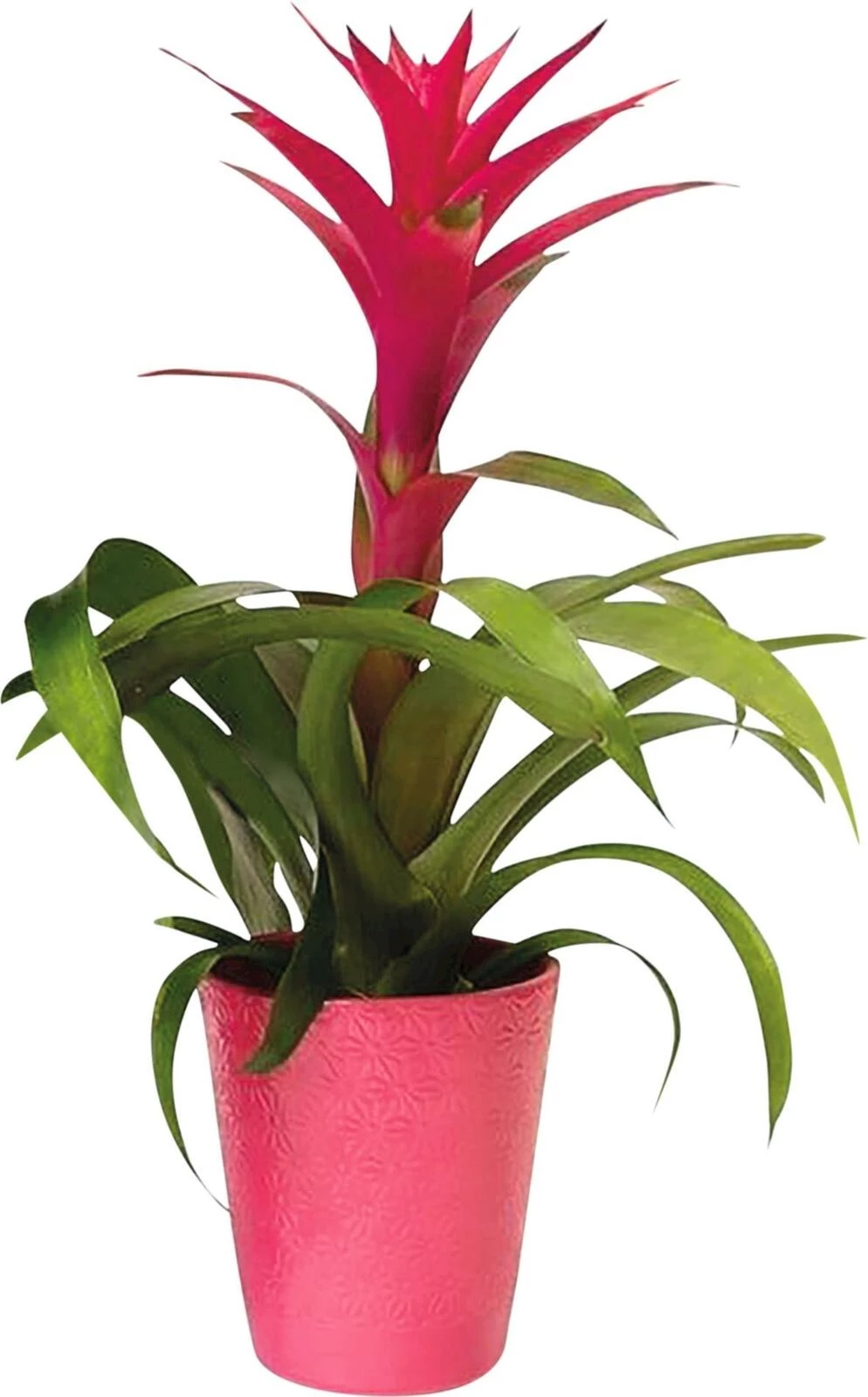 Bromelien Miami P13 cm