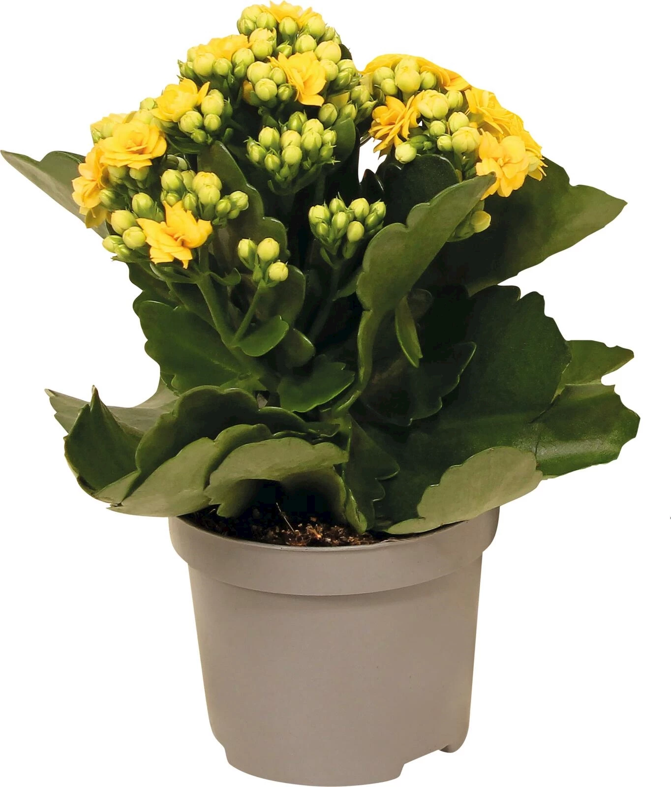 Kalanchoe Frühling  P9 cm