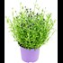 Lavendel angustifolia P15 cm