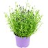 Lavendel angustifolia P15 cm
