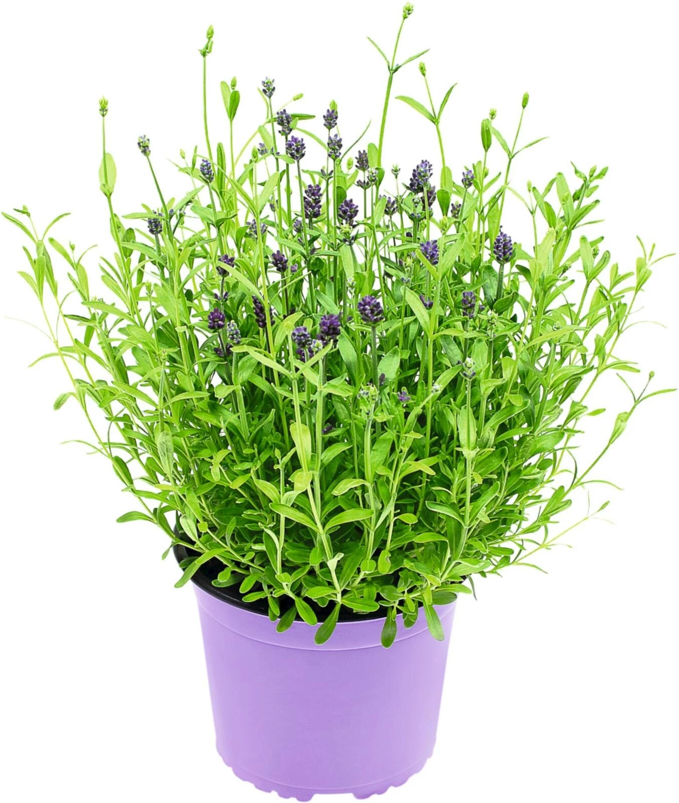 Lavendel angustifolia P15 cm
