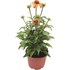 Echinacea  P15 cm