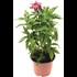 Echinacea  P15 cm