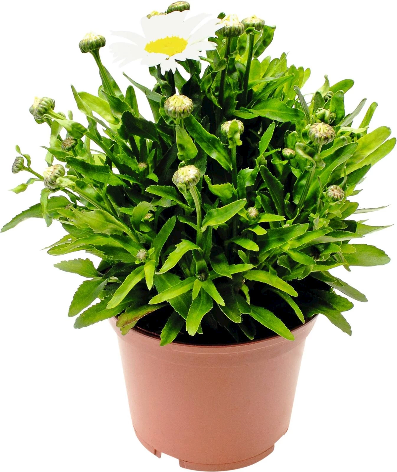 Leucanthemum weiss P15 cm