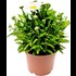 Leucanthemum weiss P15 cm