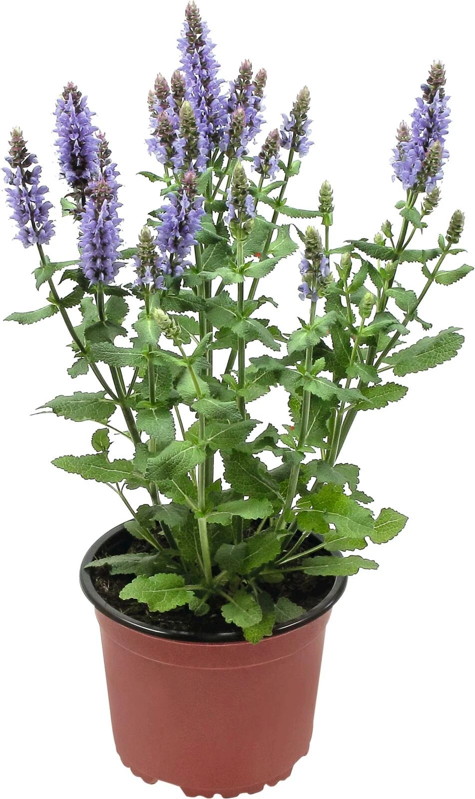 Salvia blau viola P15 cm